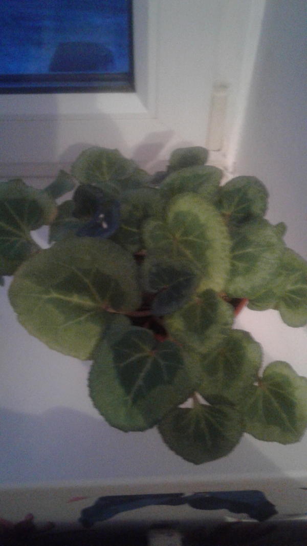 Скажите пожалуйста  название цветка? Муж подарил, а название  незнаю