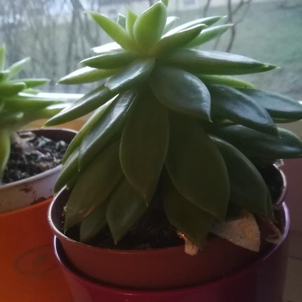 Как называется это растение?