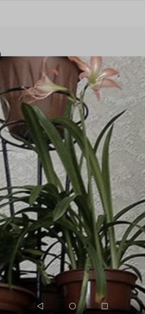 Подскажите название пожалуйста. Не знаю как за ним ухаживать