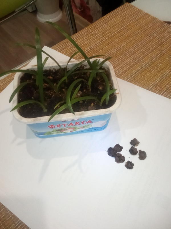 Вместо корня-луковка.