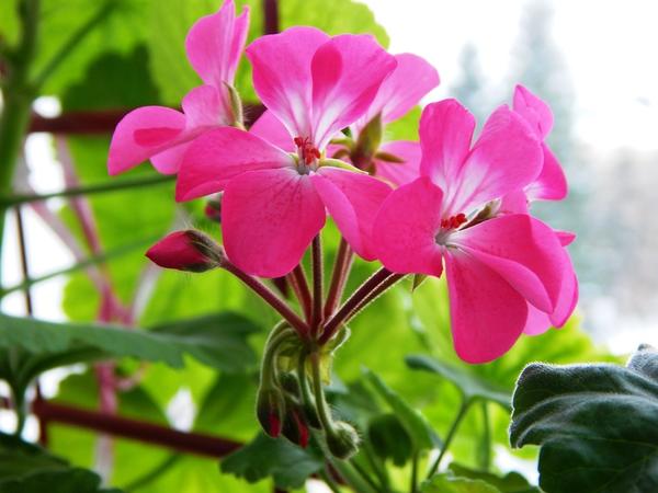 Новинка из семян. Сорт Йитка.