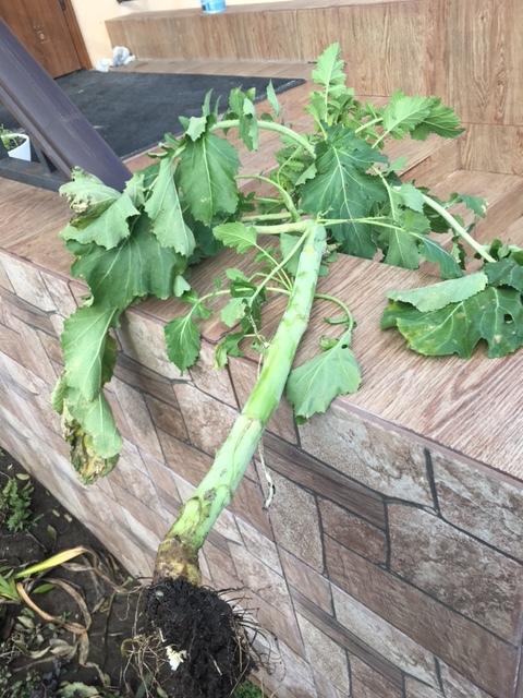 Вот вырвала одну "маленькую" горчичку. А сухие стволы нельзя на мульчу? Они как сухие плети лежат. Может под яблони или черешню? Про томаты я поняла.