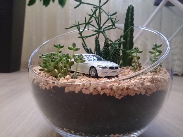 Стапелия, рипсалис, хавортия, красула (не уверена)