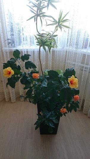 Драцена, гибискус, спатифиллум, сингониум, кроссандра