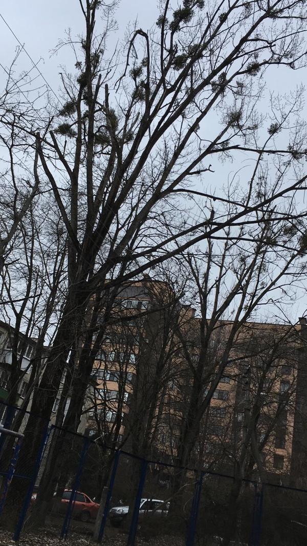 Такое чувство, будто на нем мох.