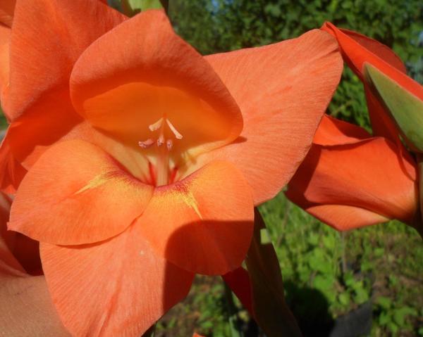 цветок гладиолуса