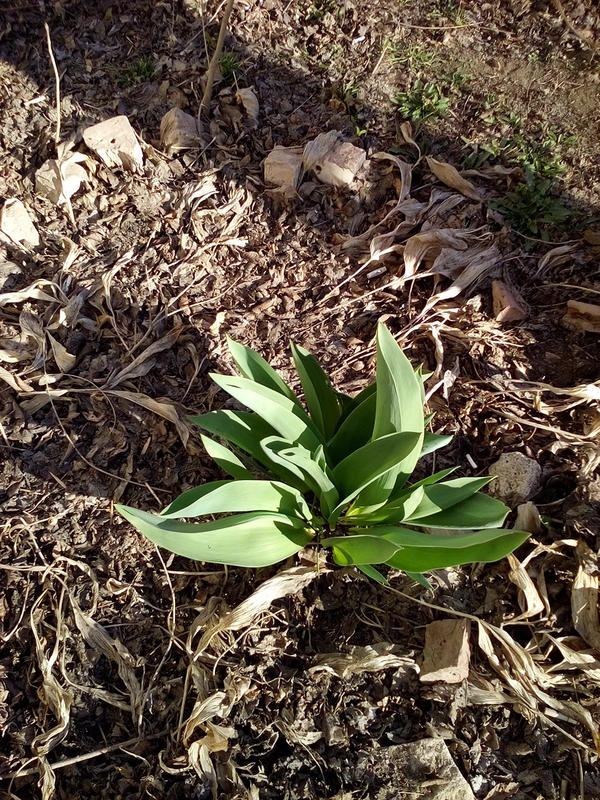 тюльпан готов к весне
