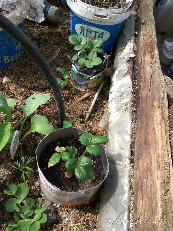 Плёнку видно справа