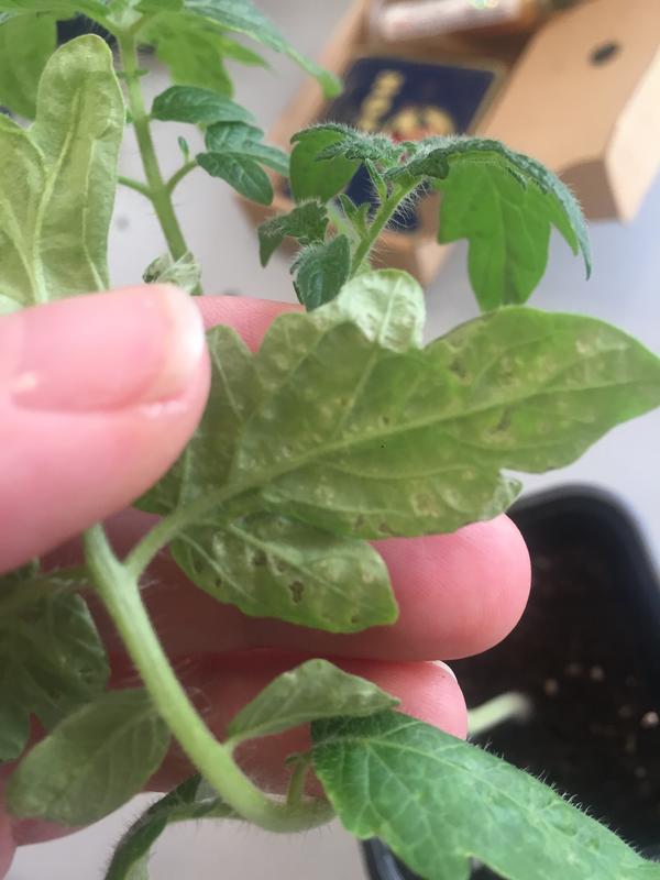 Почти дырочки и поверхность пупырчатая