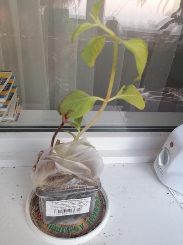 Гортензия 399 рублей