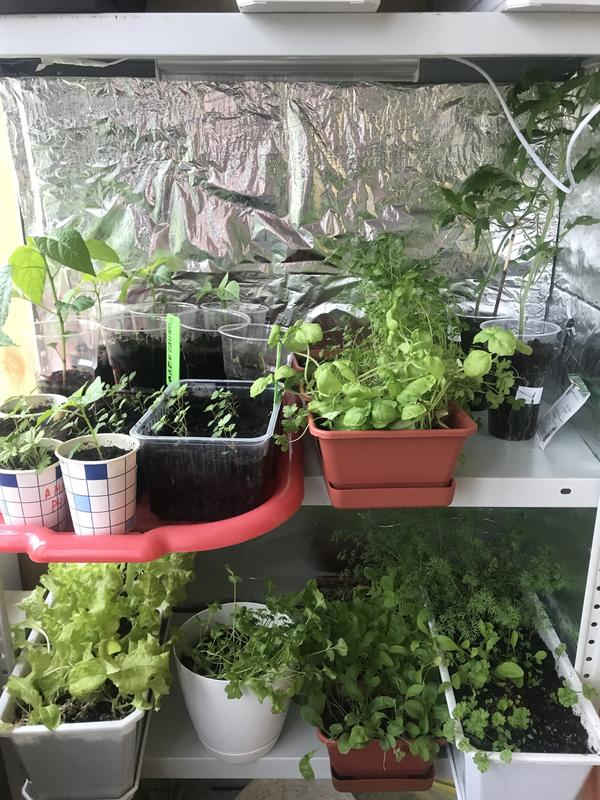 Ещё немного зелени и перчики, которые ждут переезда на пмж)))