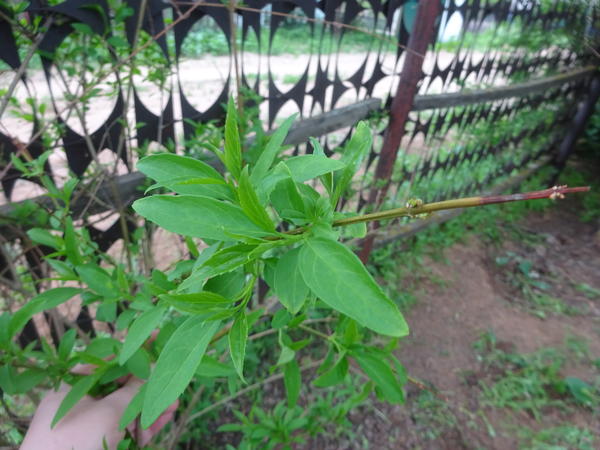 п. 5 что это за кустарник?