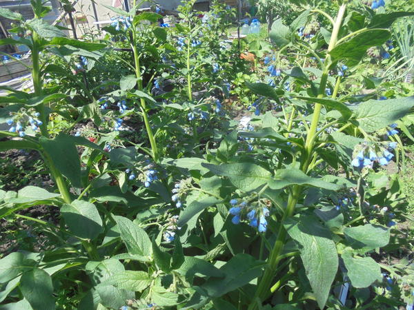 Выросло это растение больше метра в высоту. Цветёт голубенькими цветочками. Что это за растение, может кто-нибудь знает?