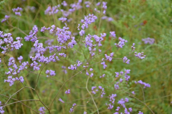 Растение сфотографировано возле водохранилища Капчагай в августе. Как оно называтся ?