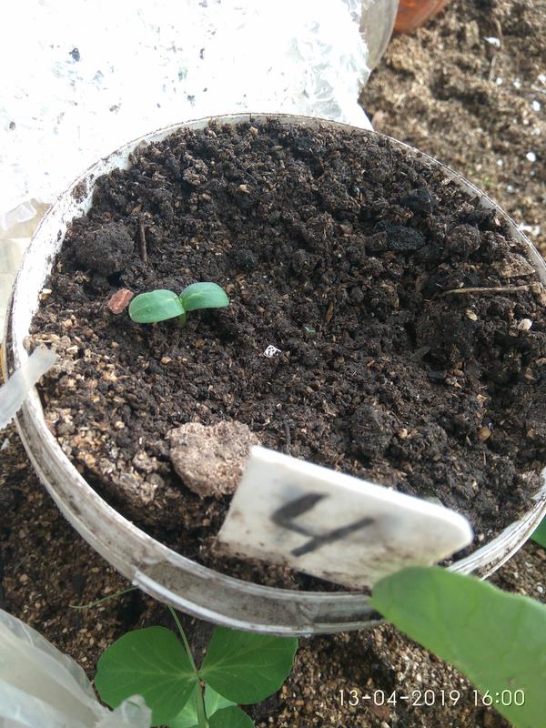 Всходили с пятого по девятое апреля