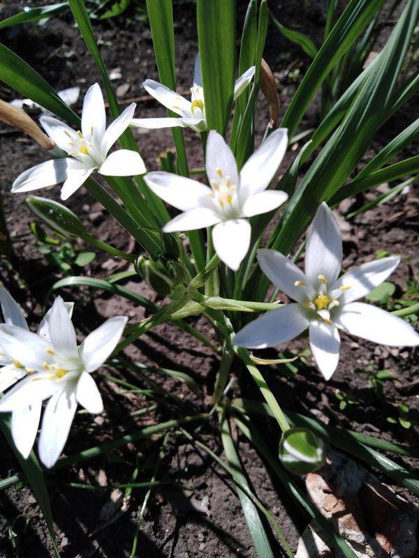 Белые, не крупные цветы, выросли в кусте нарцисса однажды весной