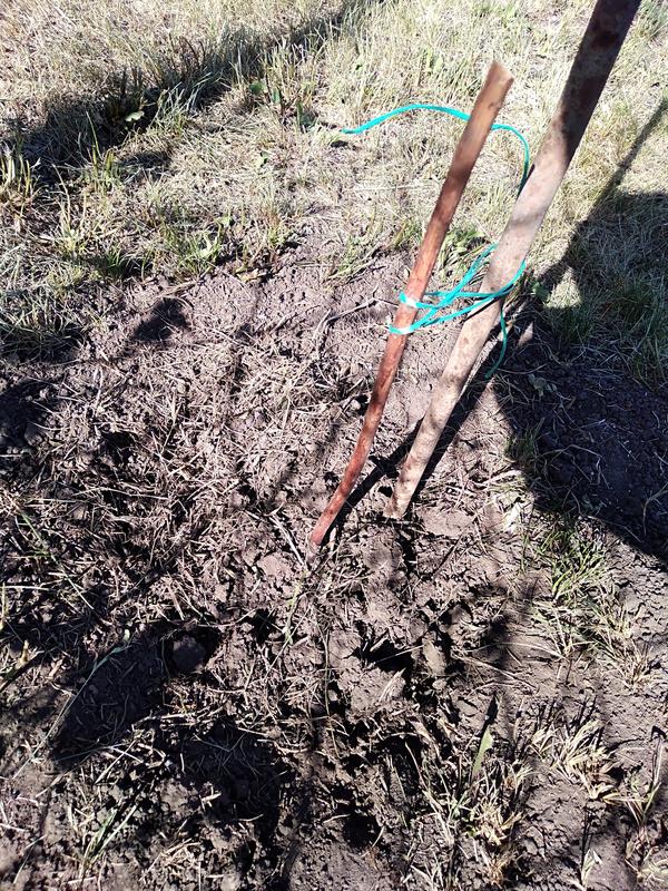 ежевика по акции