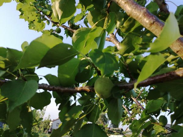 А рядом здоровая ветка,нормальные плоды