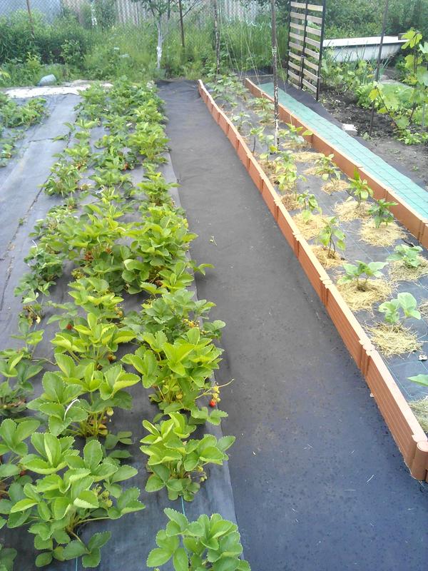 вот моя клубника второго года