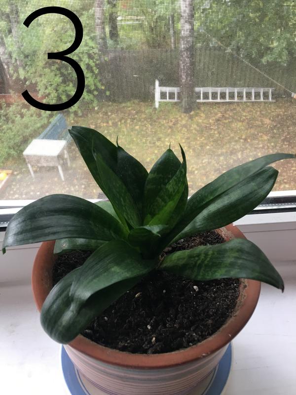 А это растения относительно давно у меня дома, но я также не в курсе, что это. Довольно часто вижу его у других людей, но никто тоже почему-то не знает названия.