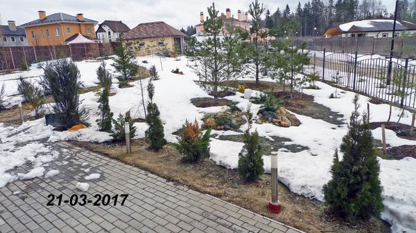 это фото 2-х летней давности, каждое дерево вымучено и желанно