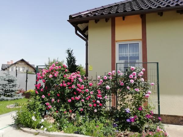 Наш дом в июне 2019 г. Вы думаете это Краснодарский край? :-) Нет! Это - Калининградская область!