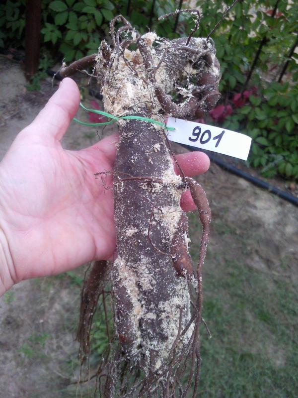 самый огромный