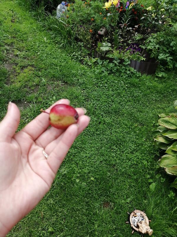 Подскажите, что это за фрукт. Похоже вроде на яблоко.растет на дереве.