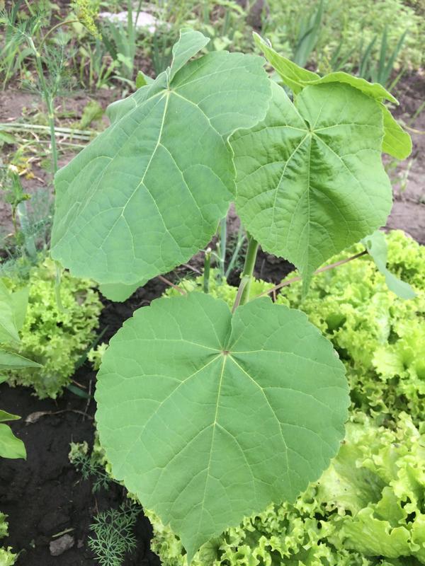 Очень приятные листья, такие нежные, бархатистые.