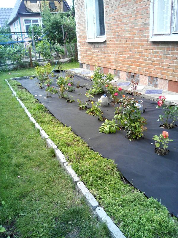 А это грядка подготовлена под засыпку