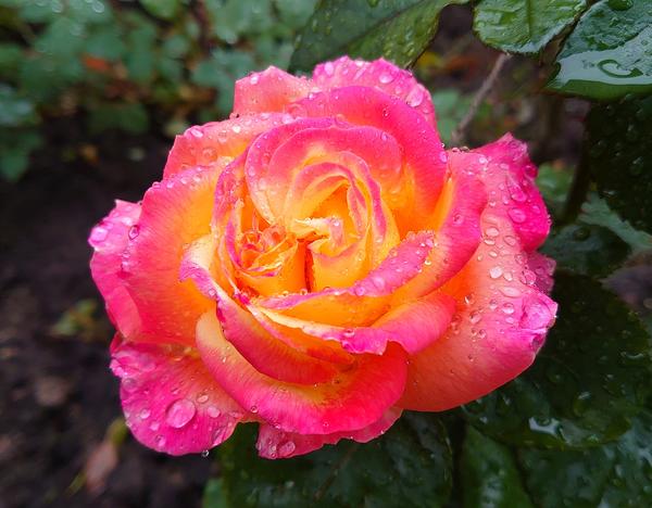 Роза после дождя.