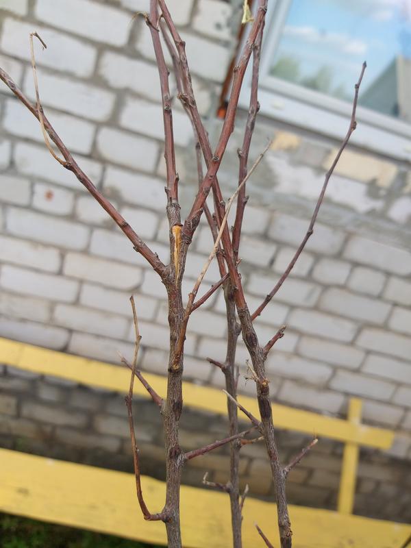 Поломаны во многих местах, а в месте разлома видно что они полностью засохли, причём давым- давно((