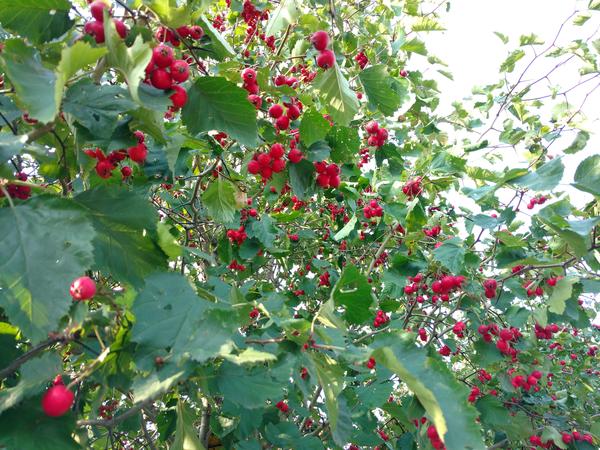 Люблю боярышник очень!