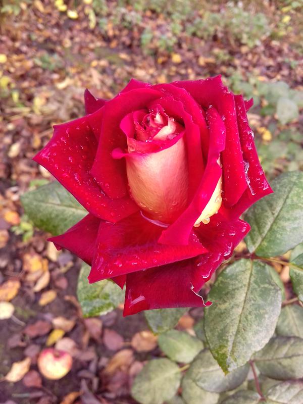 Маму розочки радуют))