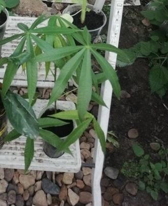 Стеркулия Жгучая