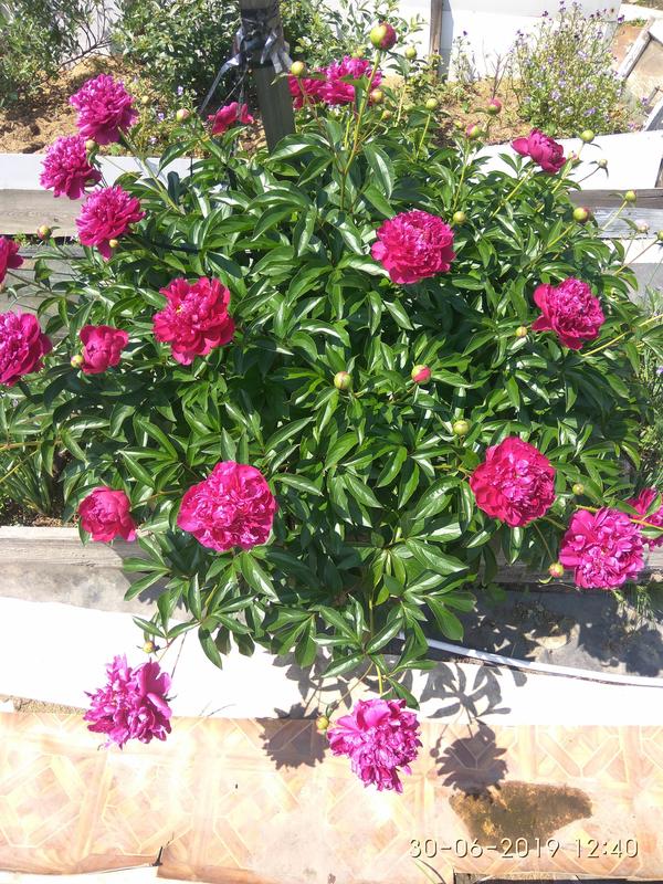 В этом году уже около 60-ти цветов было