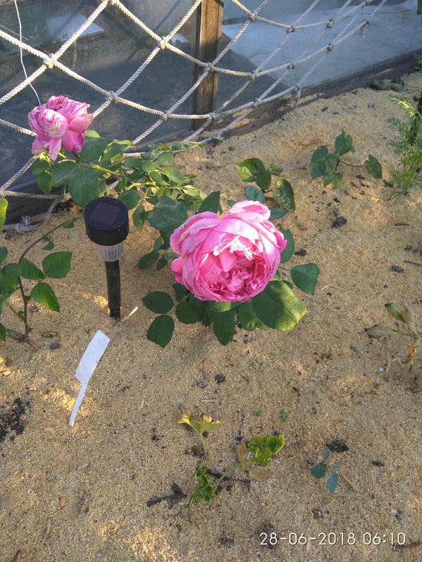 Большие и шикарные кусты роз только в мечтах