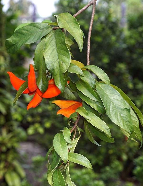 Sterculia coccinea