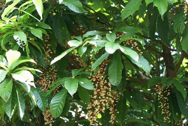 Sterculia stipulata
