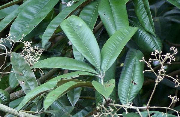 Argyrodendron