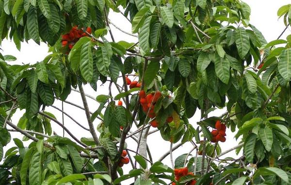 Sterculia parviflora