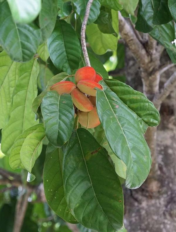 Sterculia oblongata
