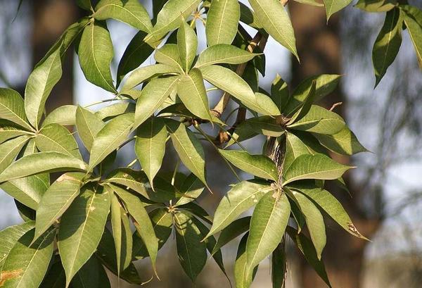 Sterculia foetida