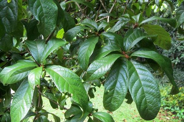 Sterculia rubiginosa