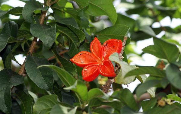 Sterculia lanceolata