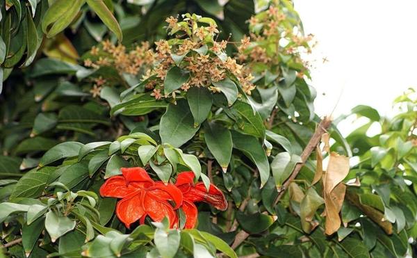Sterculia lanceifolia