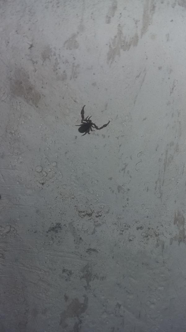 что за паук и не опасен ли он?большой ли он может вырасти