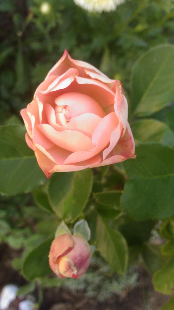 Акрополис, сначала бежевый