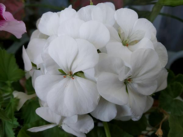 Пеларгония