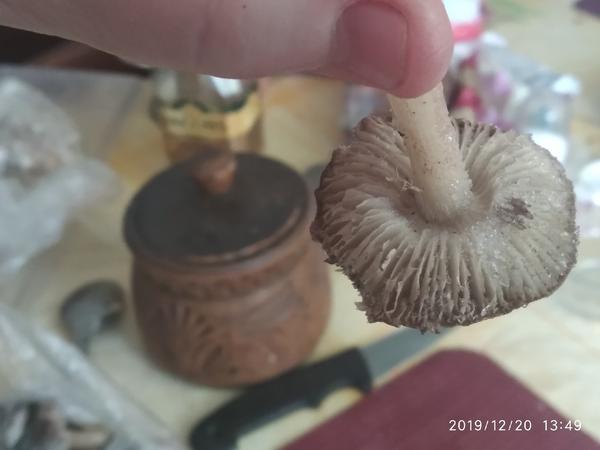 гриб